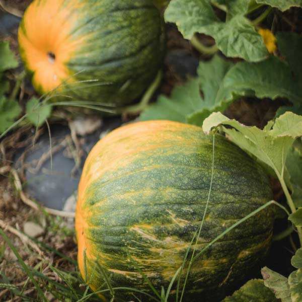 Variable Sweetest Watermelon