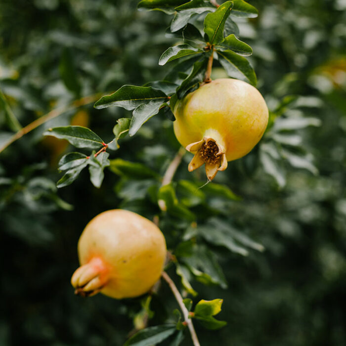 Yellow Pomegranate