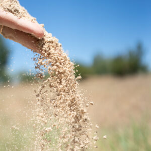 Drêches de brasseries