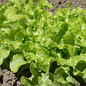 Feuille de chêne (la pièce)