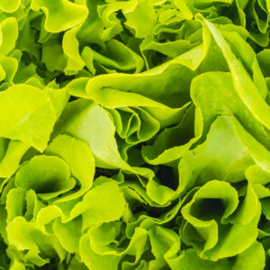 Green lettuce vegetables background