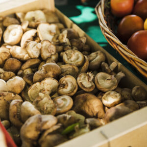Champignons Forestiers (1 barquette)