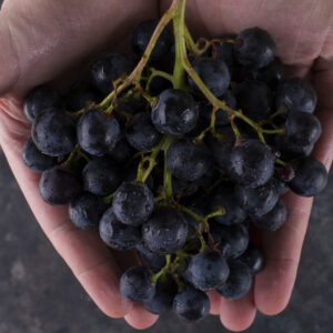 A bunch of black grapes in the hands of a person. High quality photo