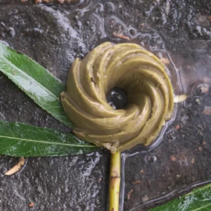 ECHLO Shampoing solide lantain Lancéolé 40g